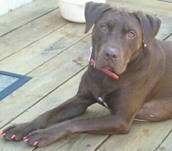 FOUND Chocolate Pit Bull/Labrador Mix, Blue Springs. SAFE